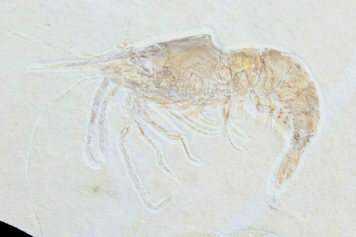 Large, Fossil Shrimp (Aeger) - Solnhofen Limestone #77836